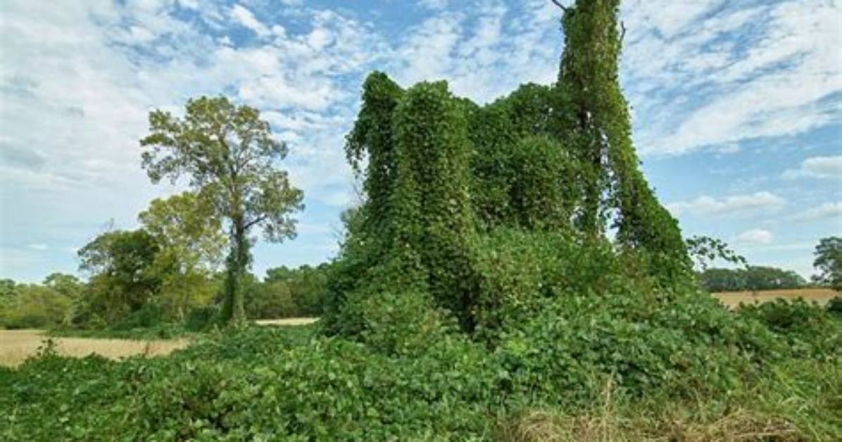 What Animal Eats Kudzu?