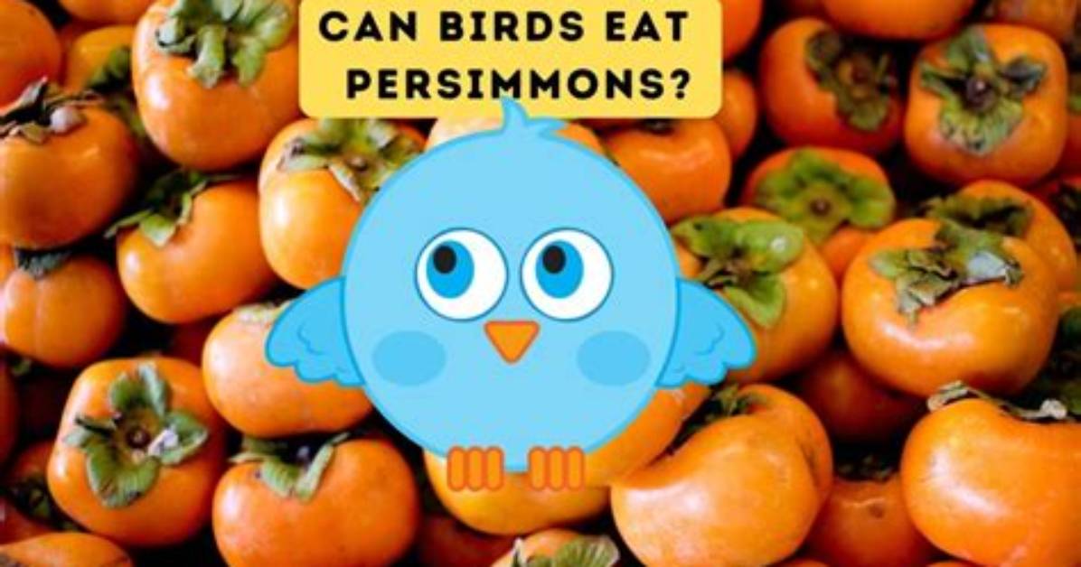 What Animal Eats Persimmons
