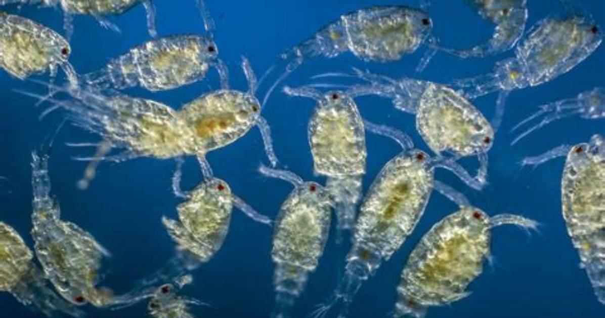 What Animal Eats Plankton - Lisbd-Net. Com