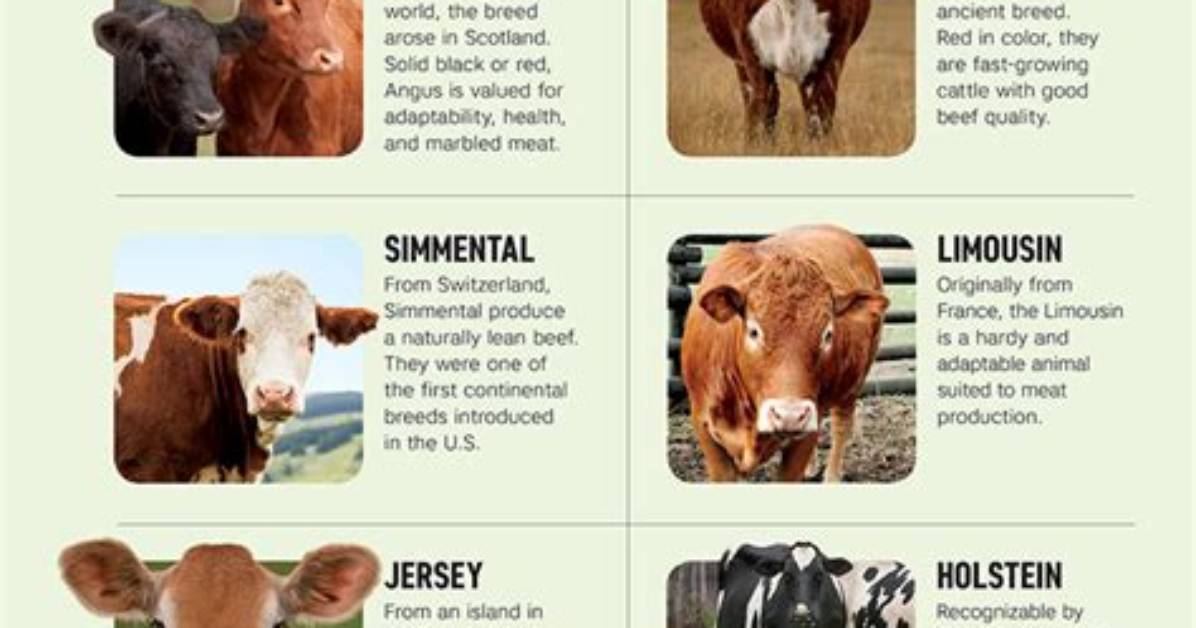 What Animals Are Considered Cattle