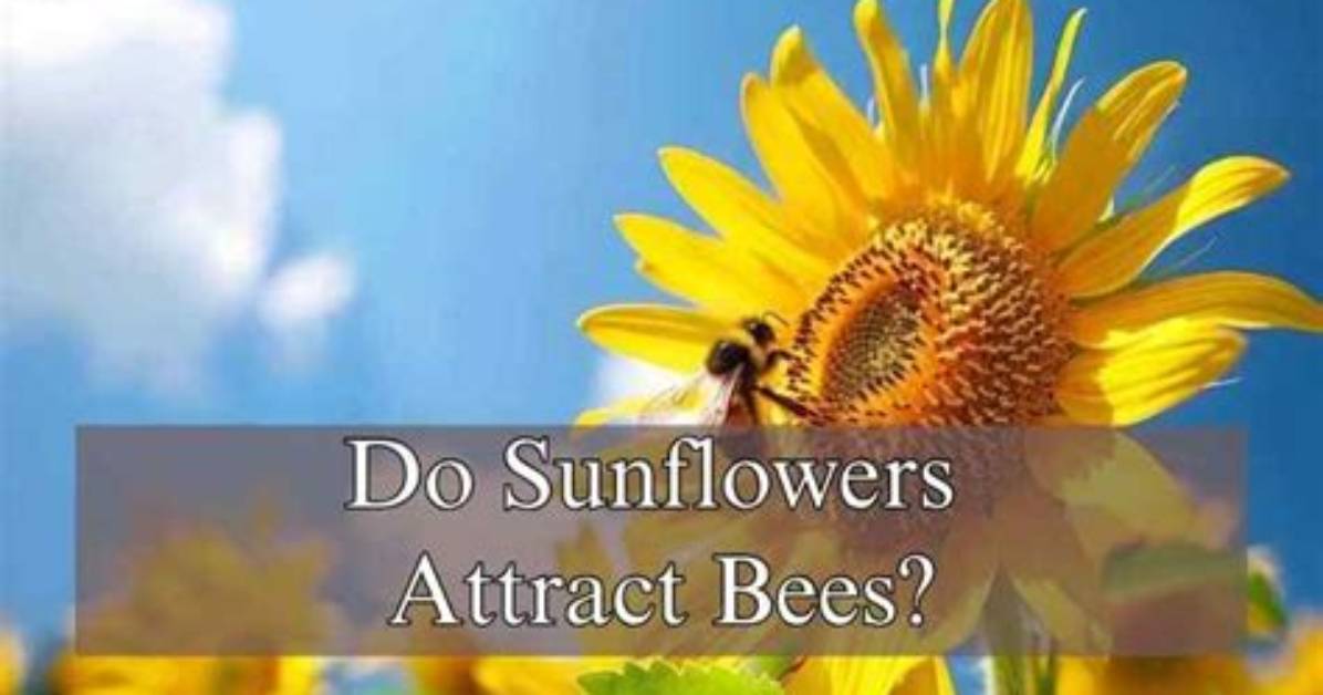 What Animals Do Sunflowers Attract