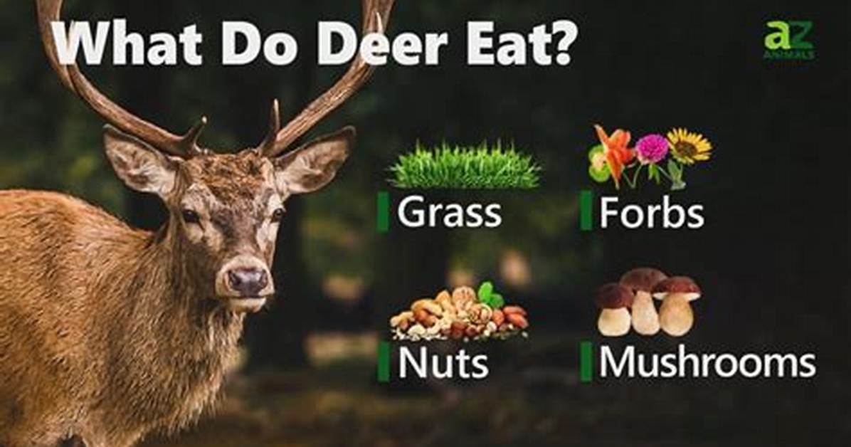 What Animals Eat Deers - Lisbd-Net. Com