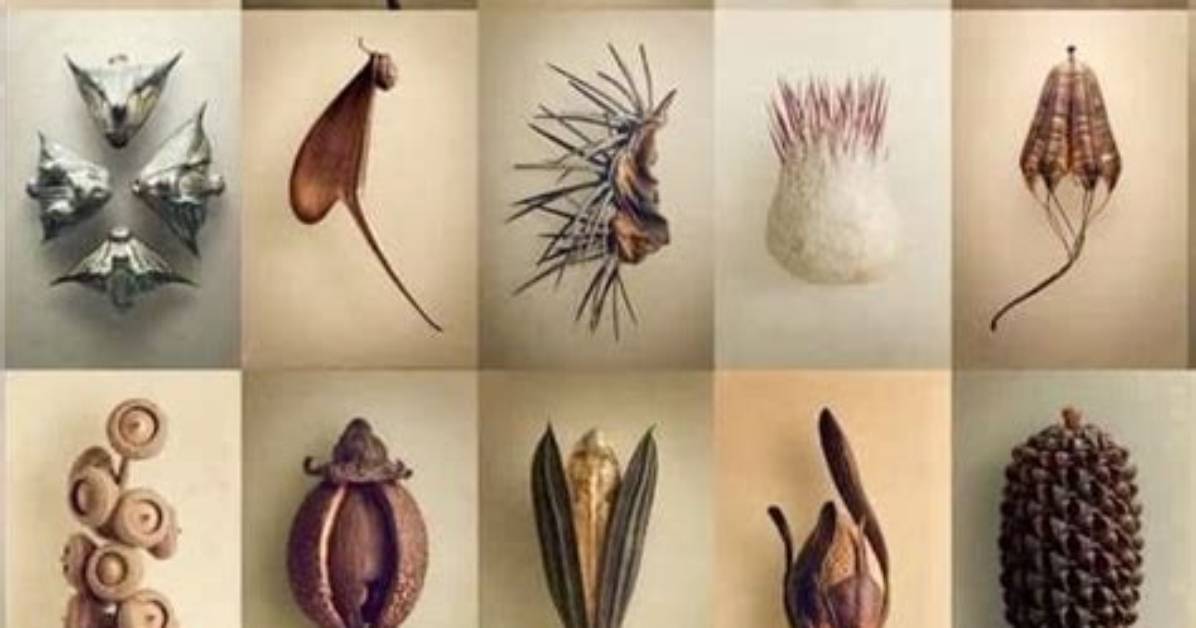What Animals Form Pods