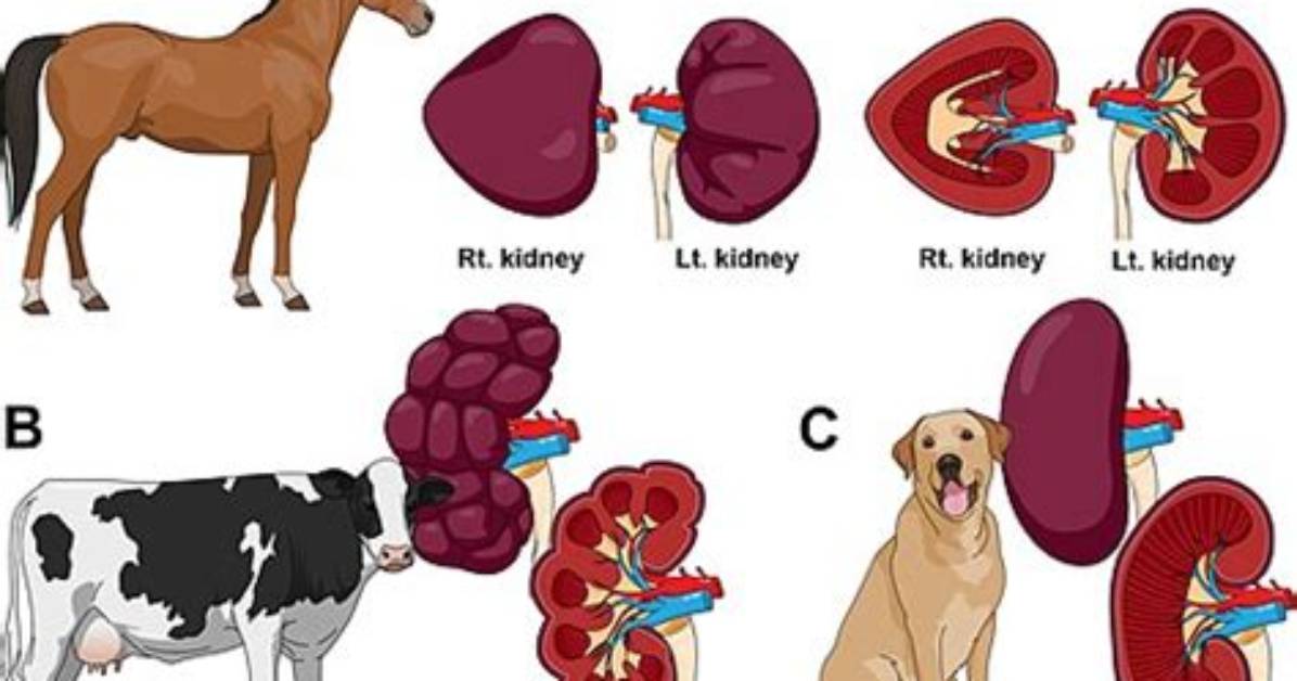 What Animals Have Kidneys? | Contextresponse. Com