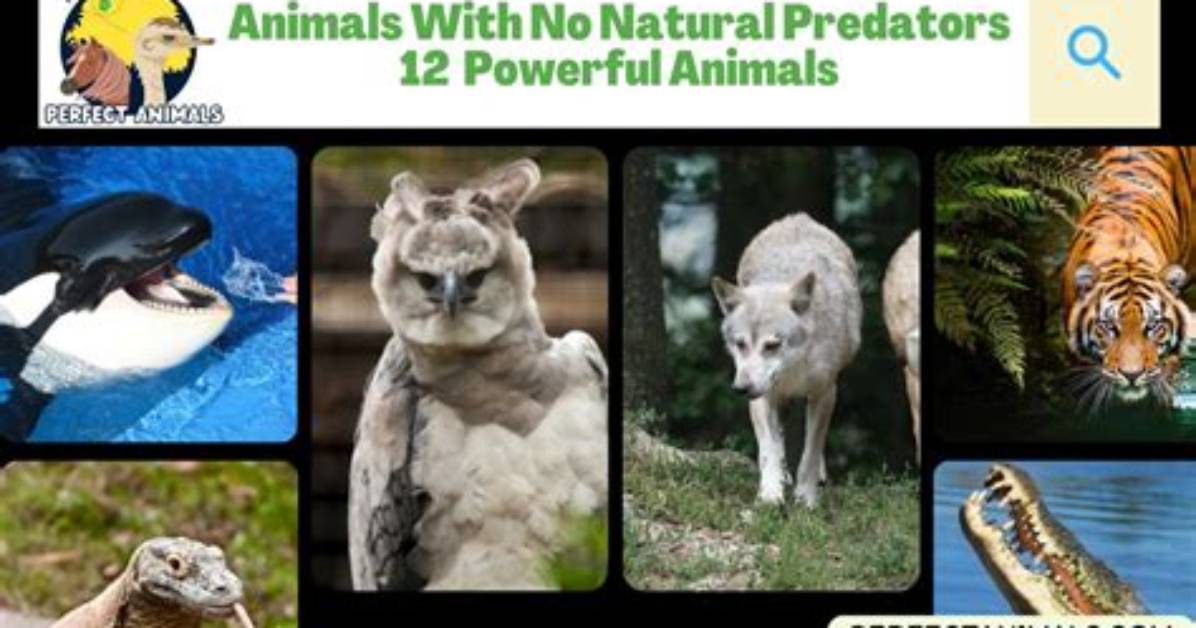 What Animals Have No Predators?