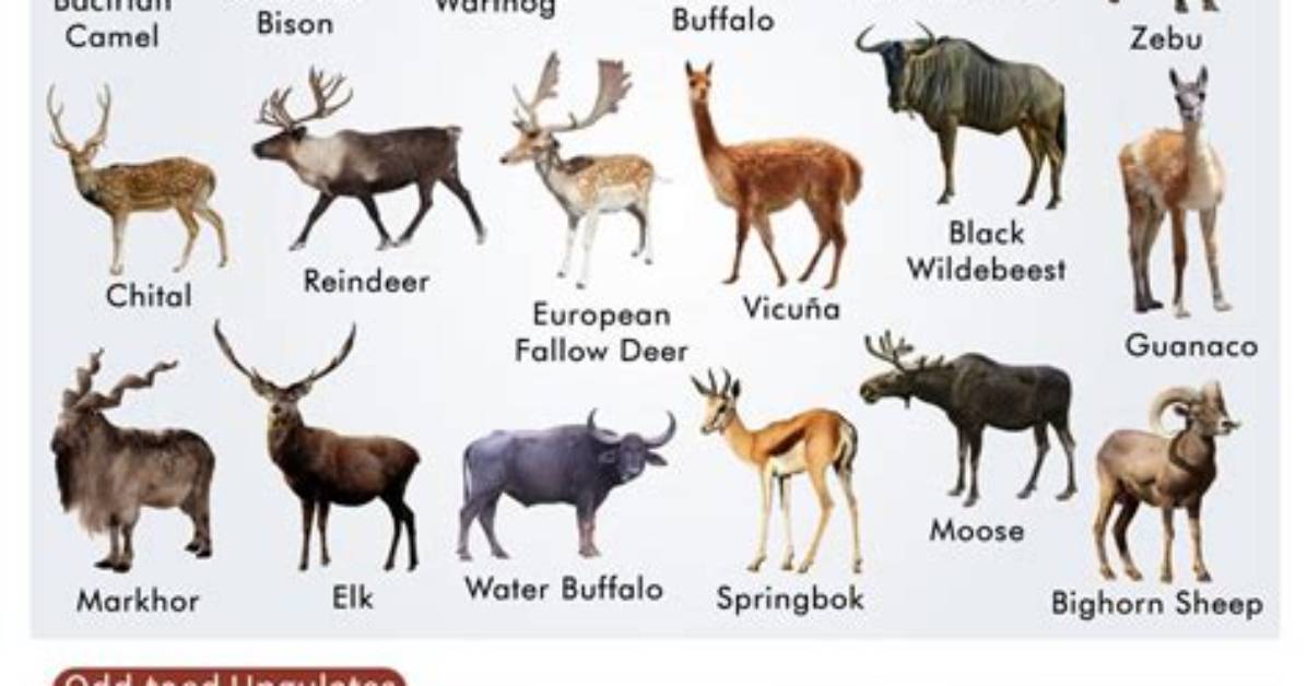 What Animals Have Trots?
