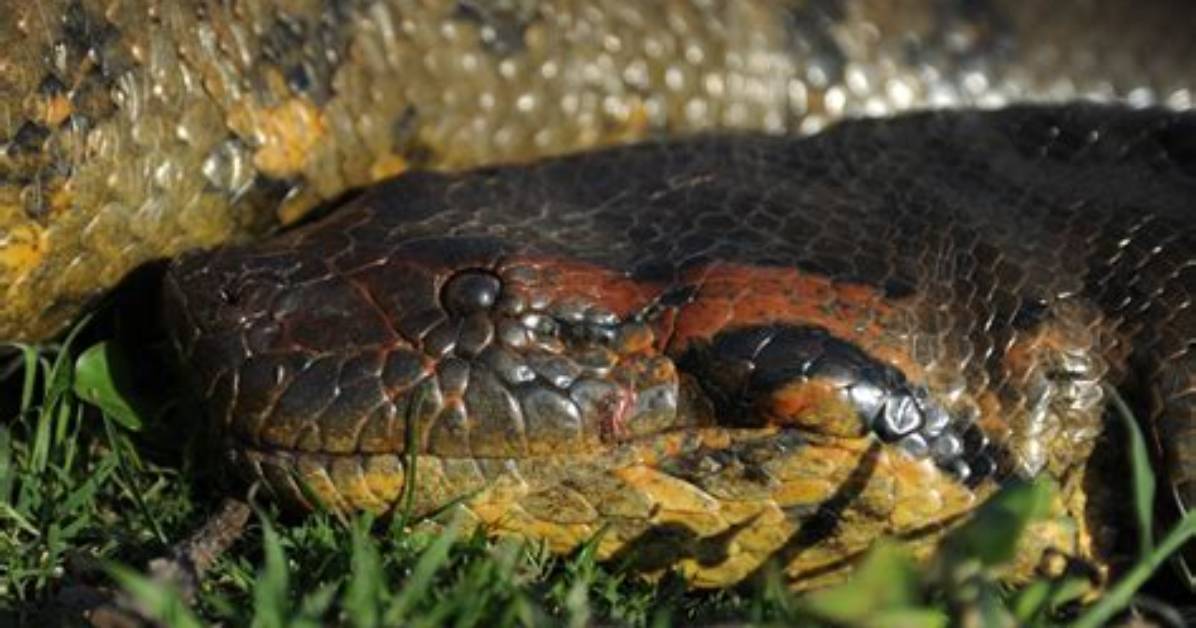 What Animals Kill Anacondas?