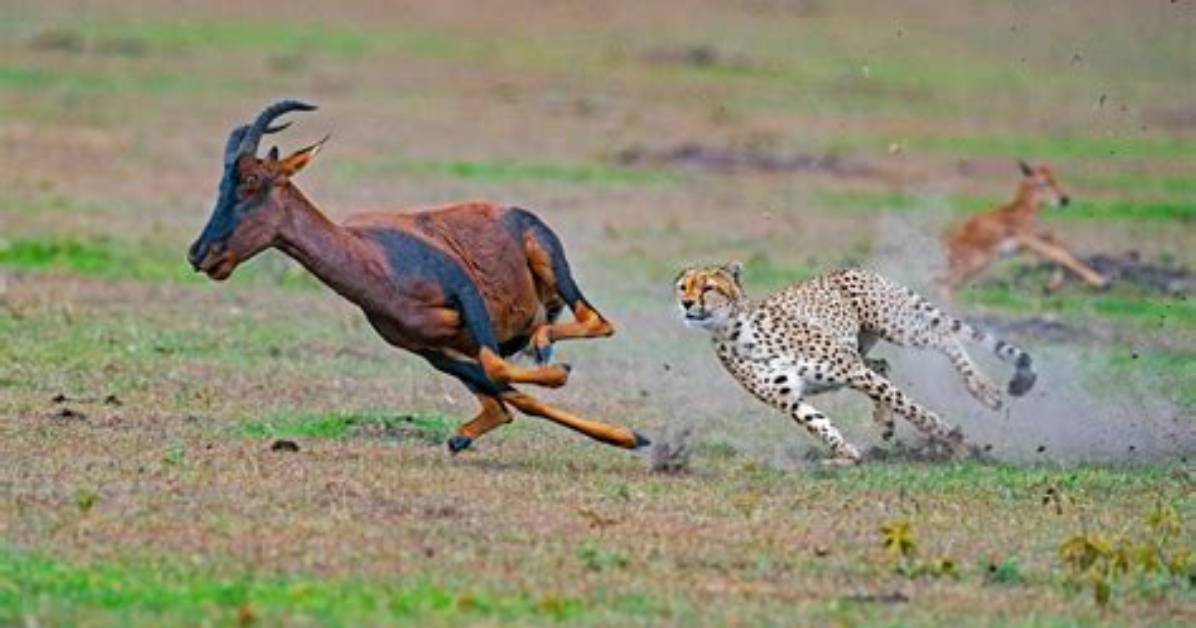What Animals Prey on Cheetahs