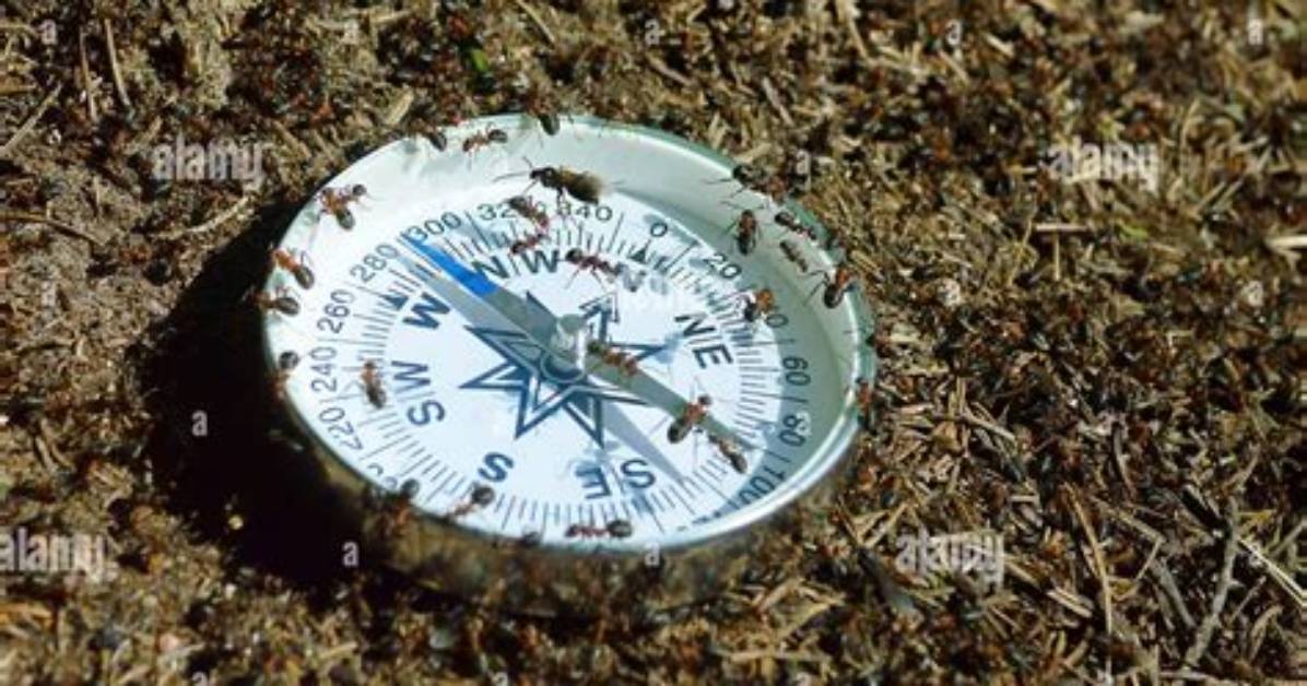 What Animals Use Compass Orientation