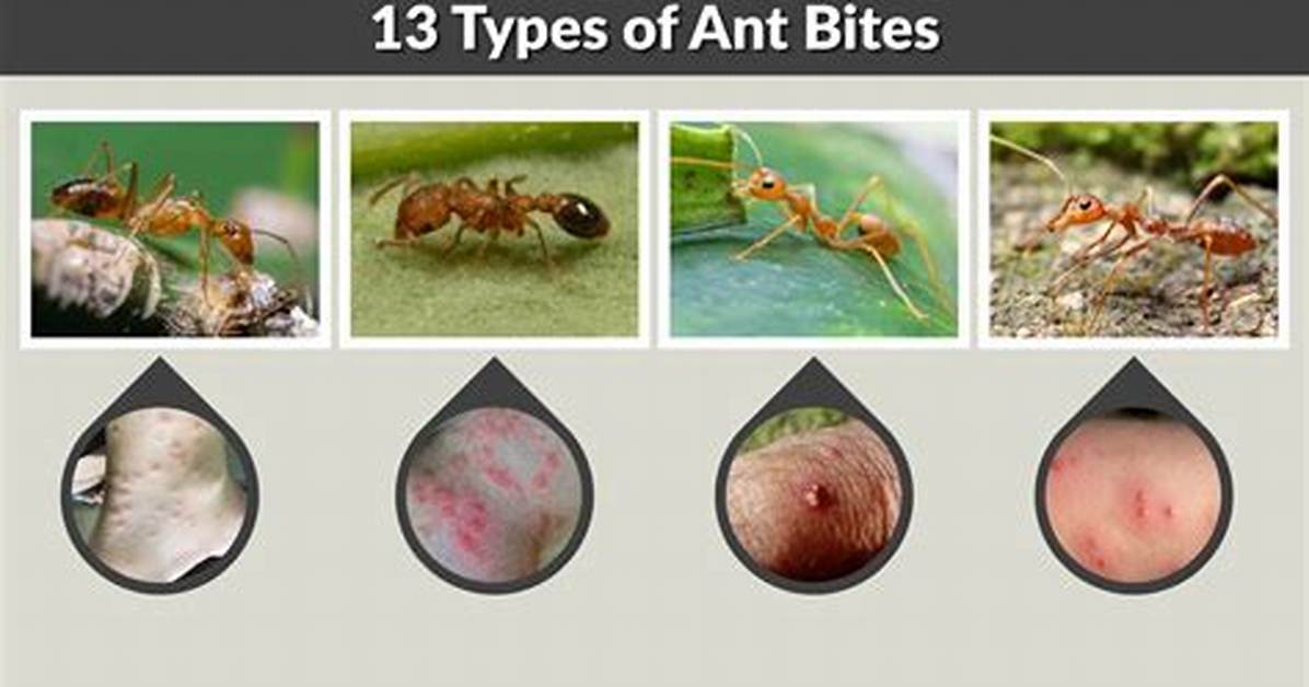 What Ants Bite in Florida