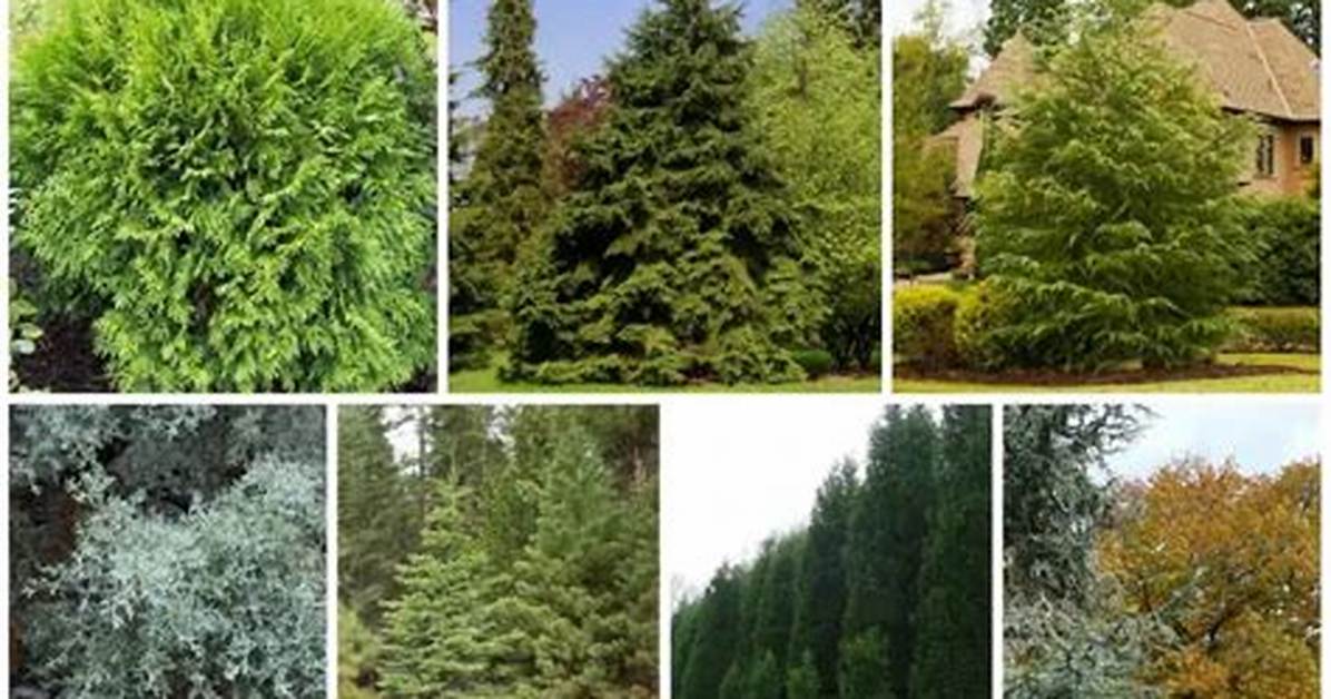 What Are 5 Evergreen Trees
