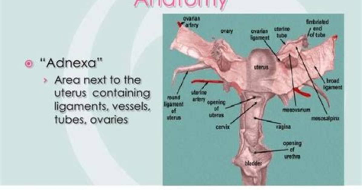 What Are Adnexal Structures?