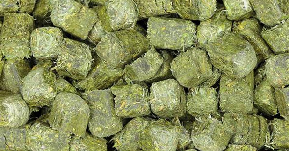 What Are Alfalfa Cubes