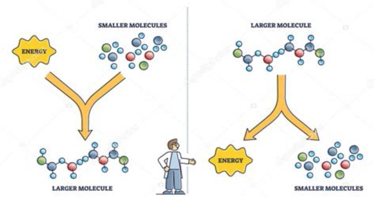 What Are Anabolic Processes
