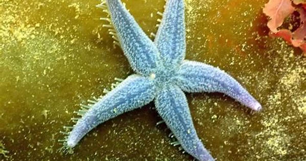 What Are Asterias Powers?