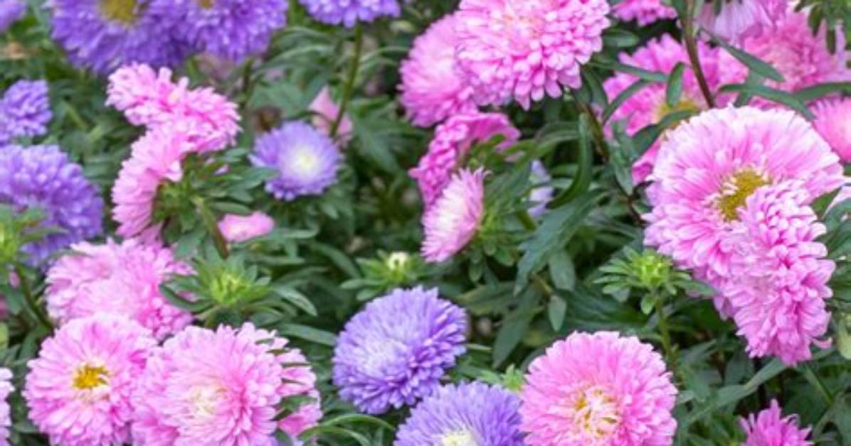 What Are Asters - Lisbd-Net. Com