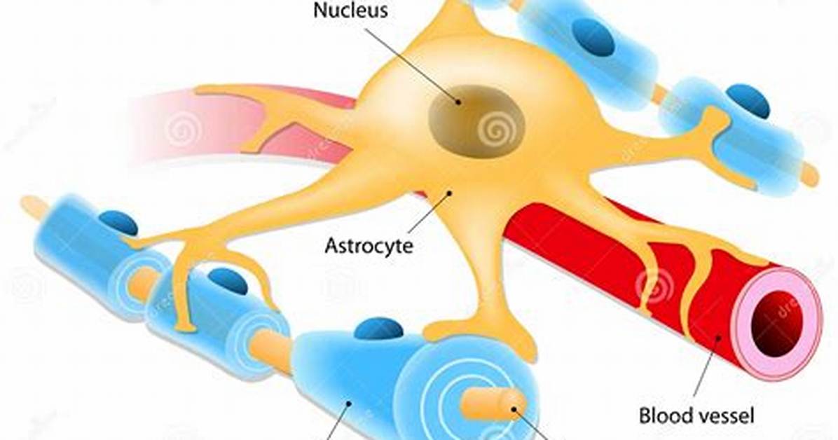 What Are Astrocyte Cells?
