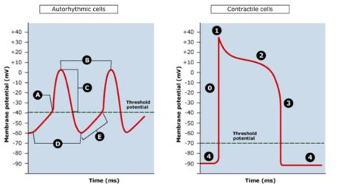 What Are Autorhythmic Cells?