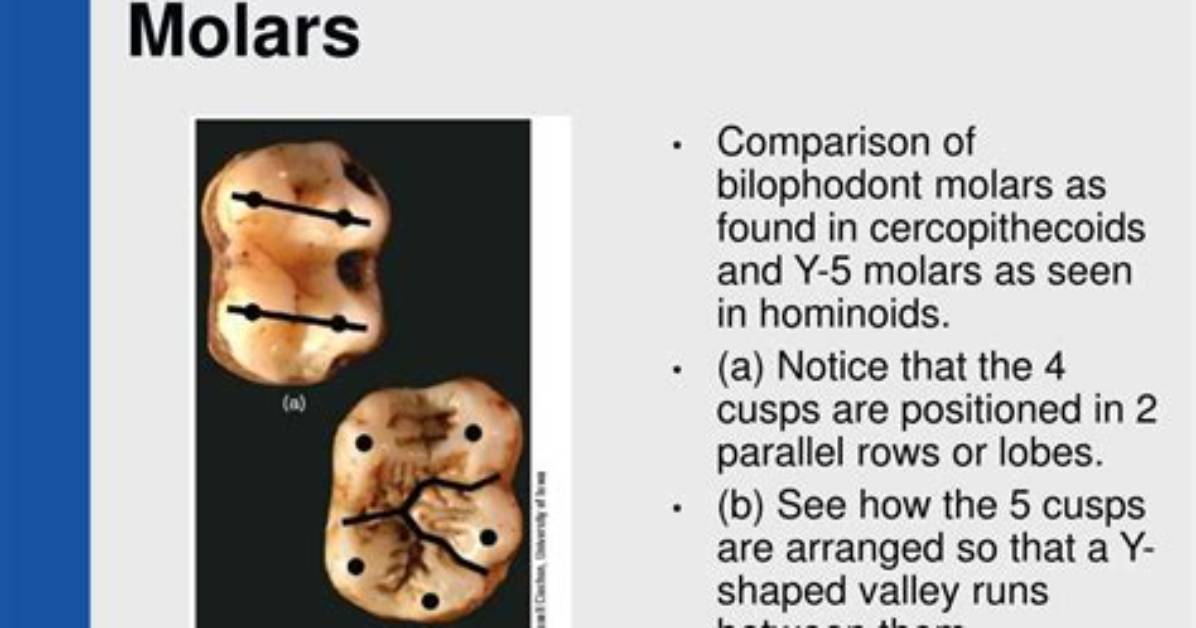 What Are Bilophodont Molars