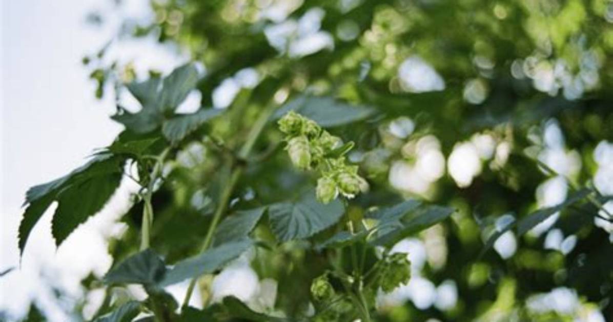 What Are Bittering Hops?