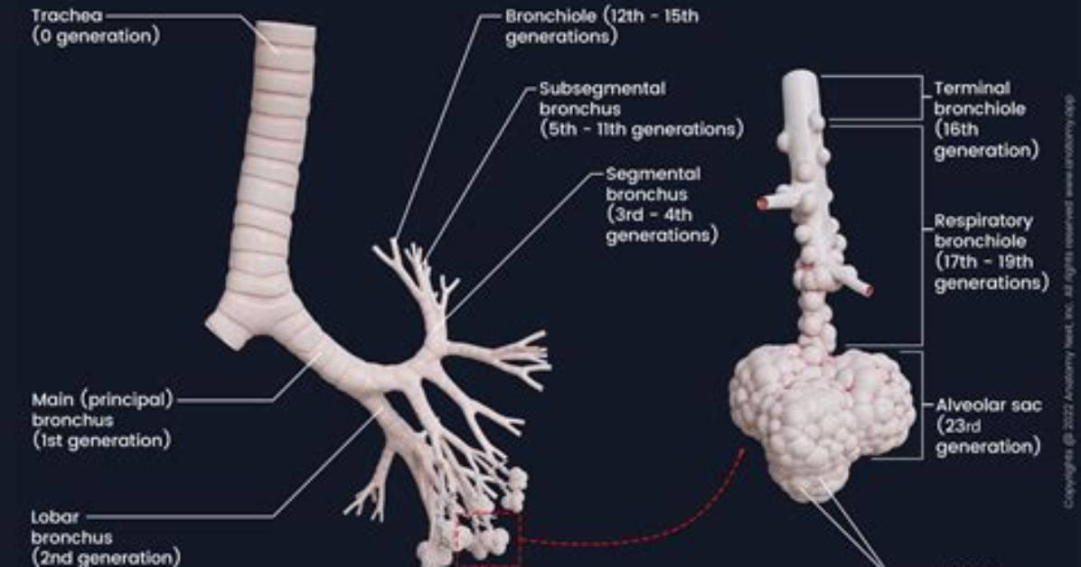 What Are Bronchioles Tubes