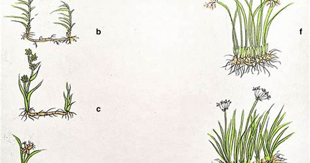 What Are Clonal Plants