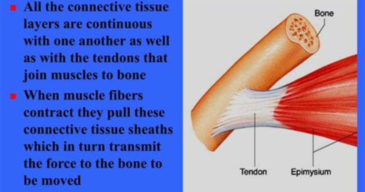 What Are Connective Tissue Wrappings?