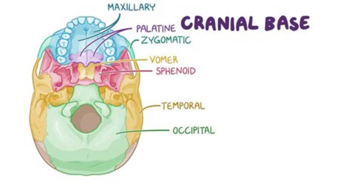 What Are Cranial Bases
