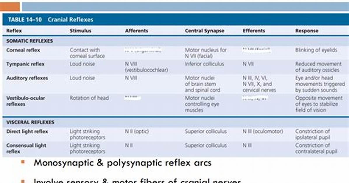 What Are Cranial Reflexes