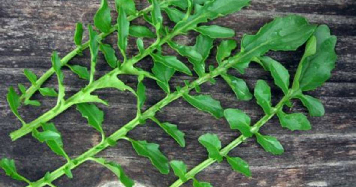 What Are Creasy Greens? | Contextresponse. Com