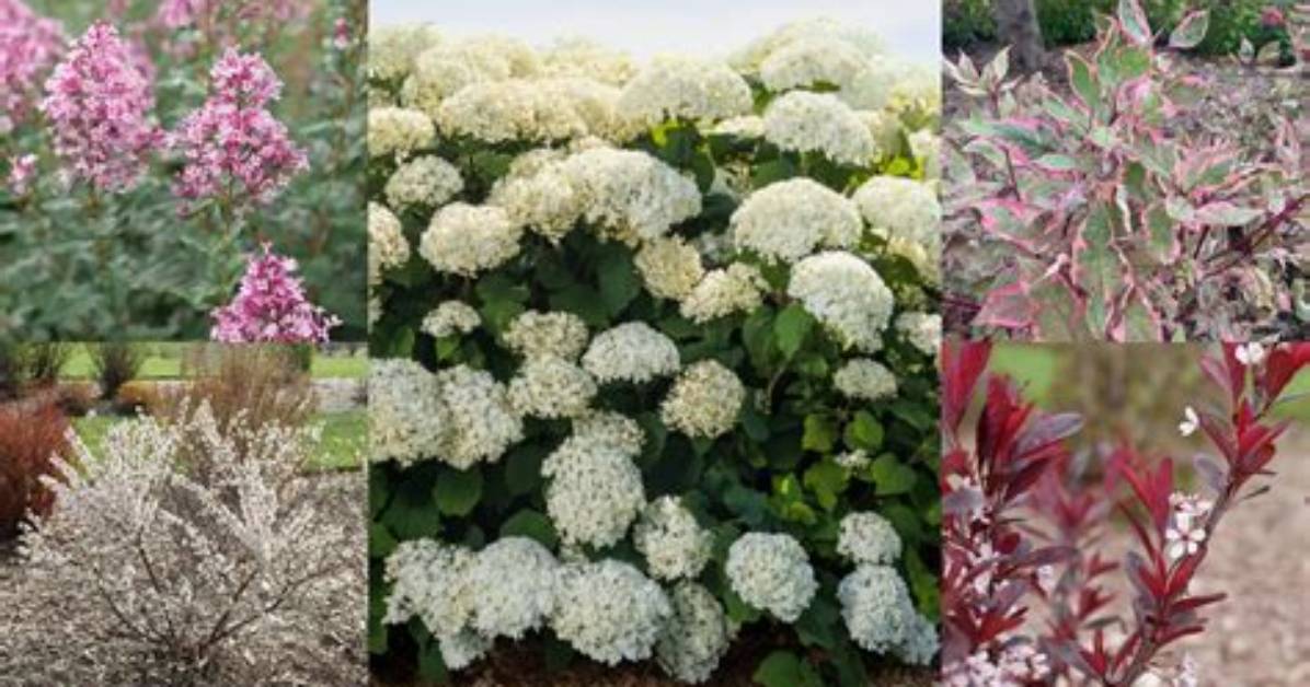 What Are Deciduous Shrubs
