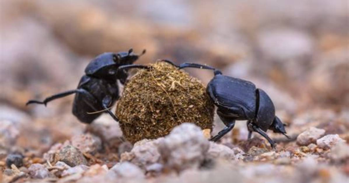 What Are Dung Beetles?