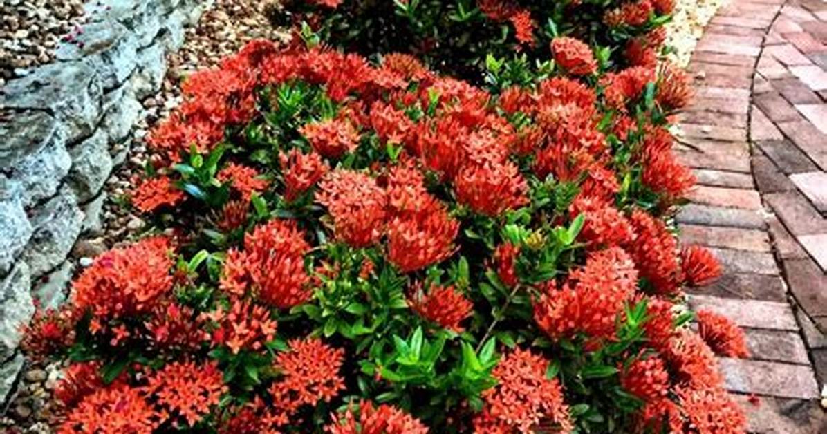 What Are Dwarf Plants