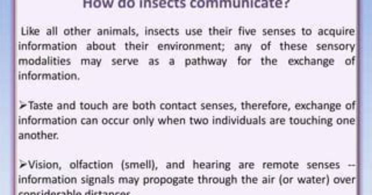 What Are Five Ways Insects Communicate