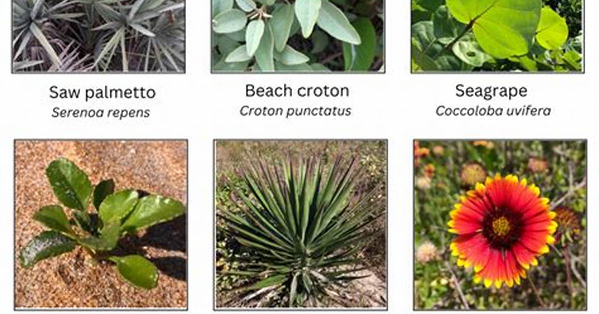 What Are Florida Native Plants?