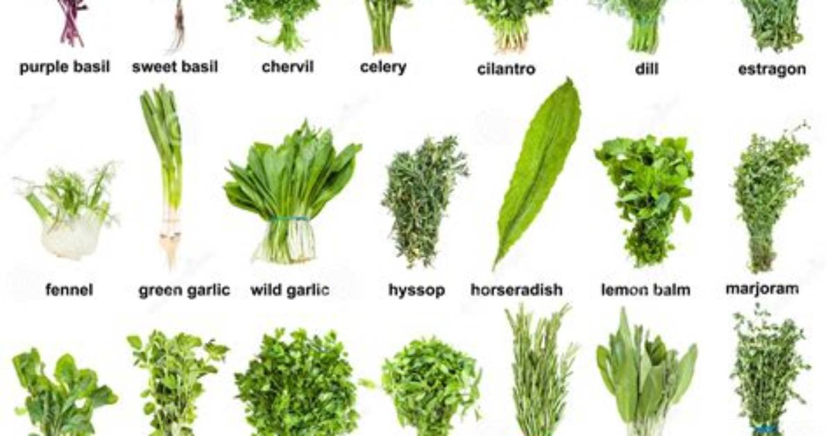 What Are Herbs Examples