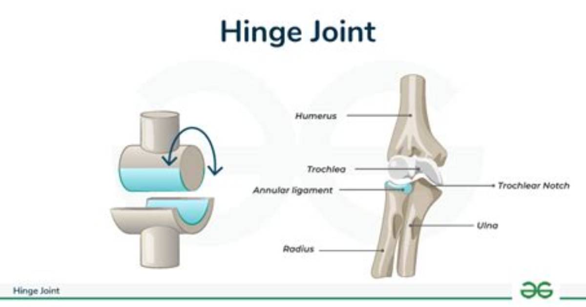 What Are Hinge Joints Examples