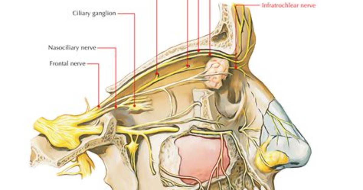 What Are Infratrochlear Nerve?