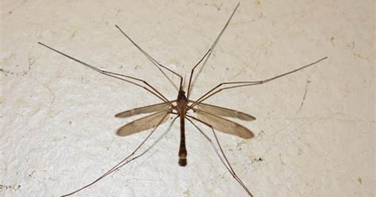 What Are Large Mosquito Looking Bugs?