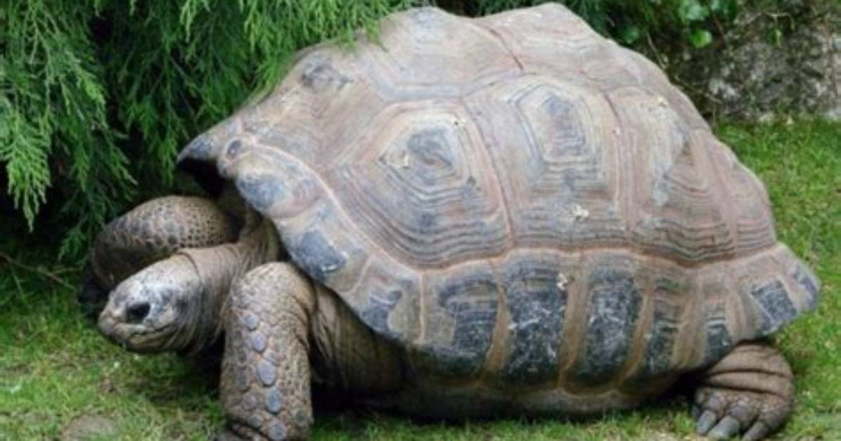 What Are Large Turtles Called