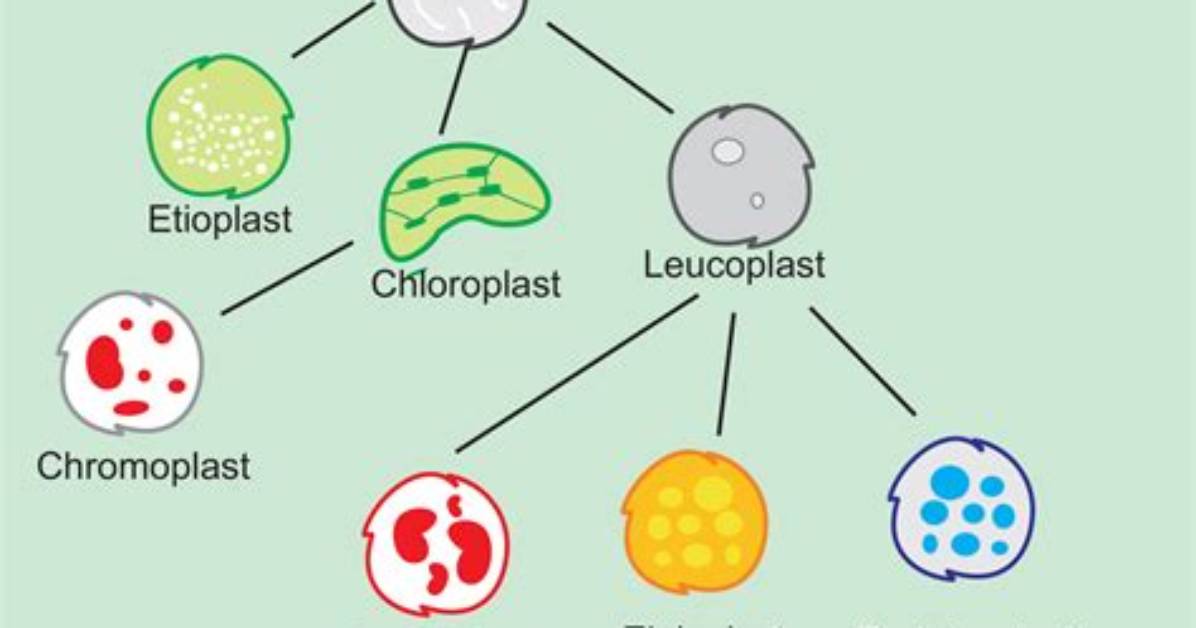 What Are Leucoplasts Give Their Function?
