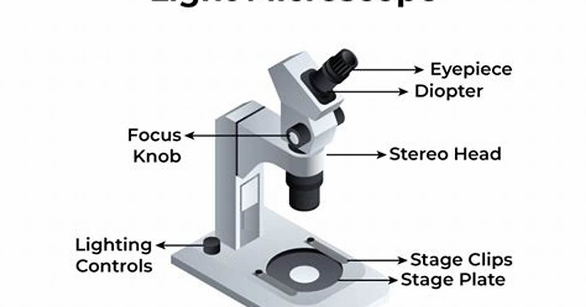 What Are Light Microscopes - Lisbd-Net. Com