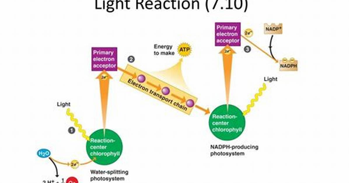 What Are Light Reactions - Lisbd-Net. Com