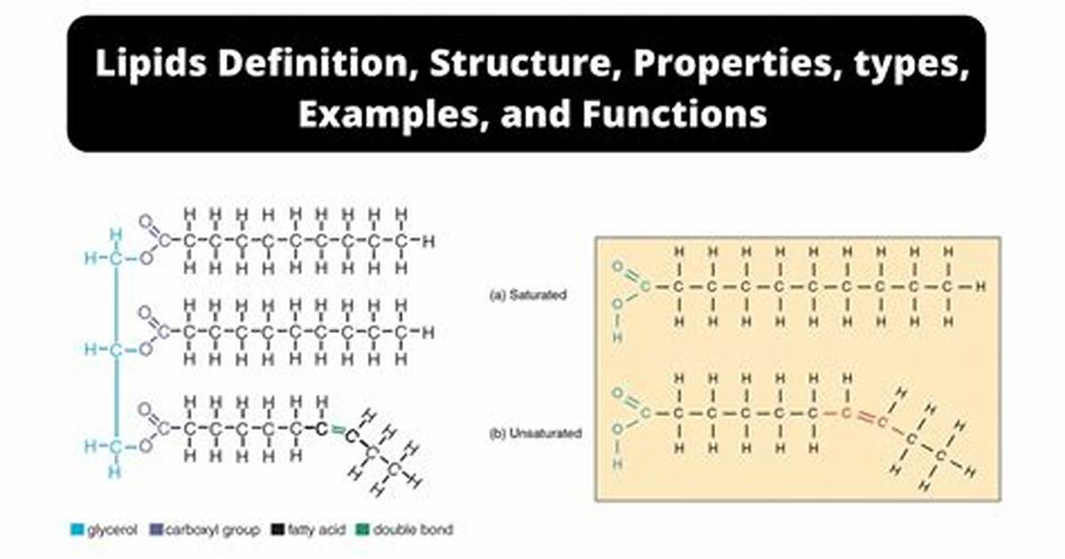 What Are Lipids