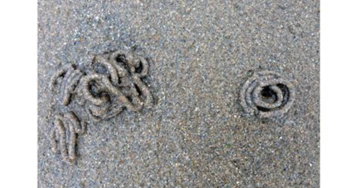 What Are Lugworm Casts?