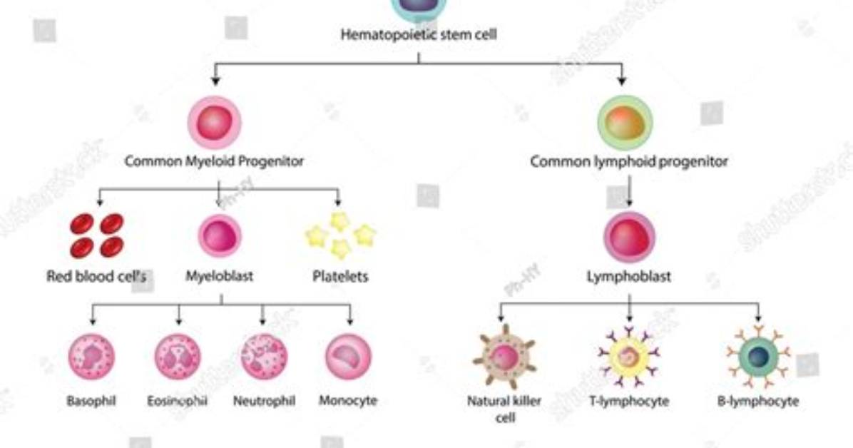 What Are Lymphoid Cells