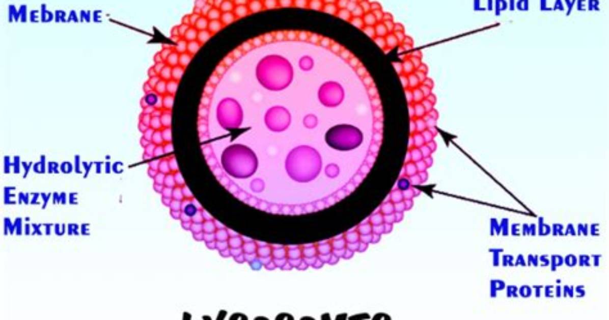 What Are Lysosomes Class 9
