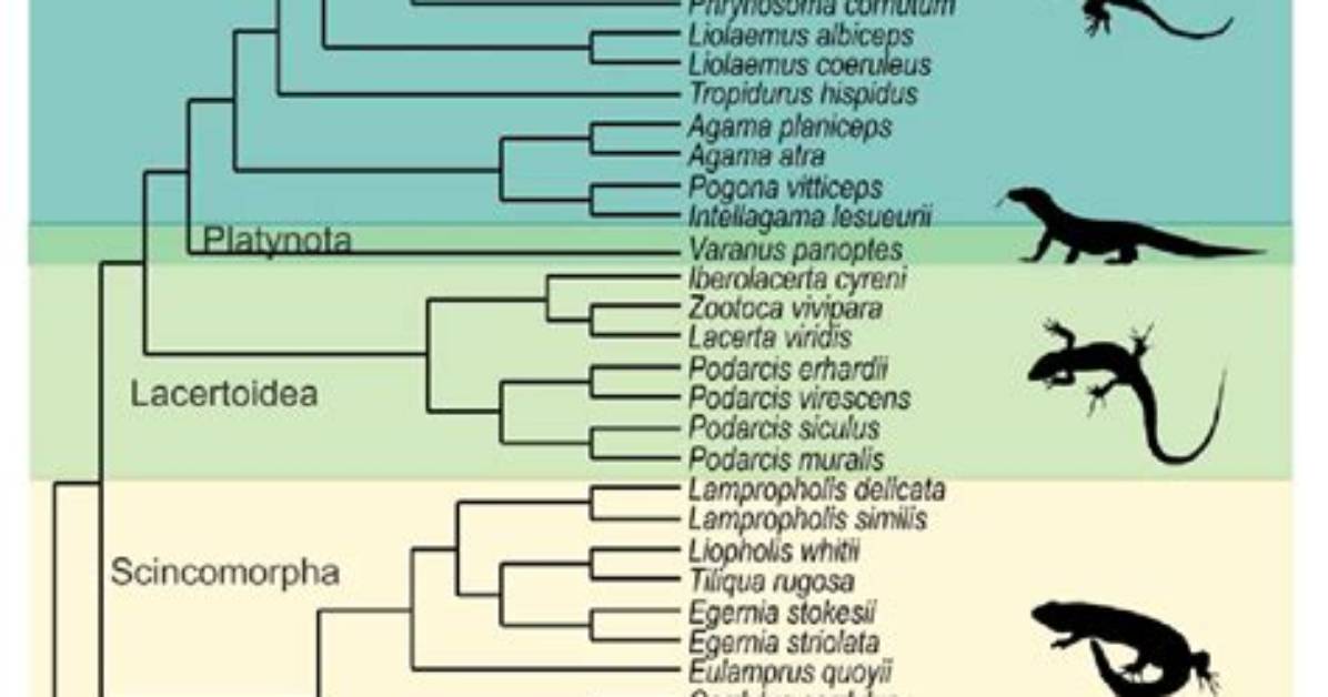 What Are Macroevolutionary Patterns?