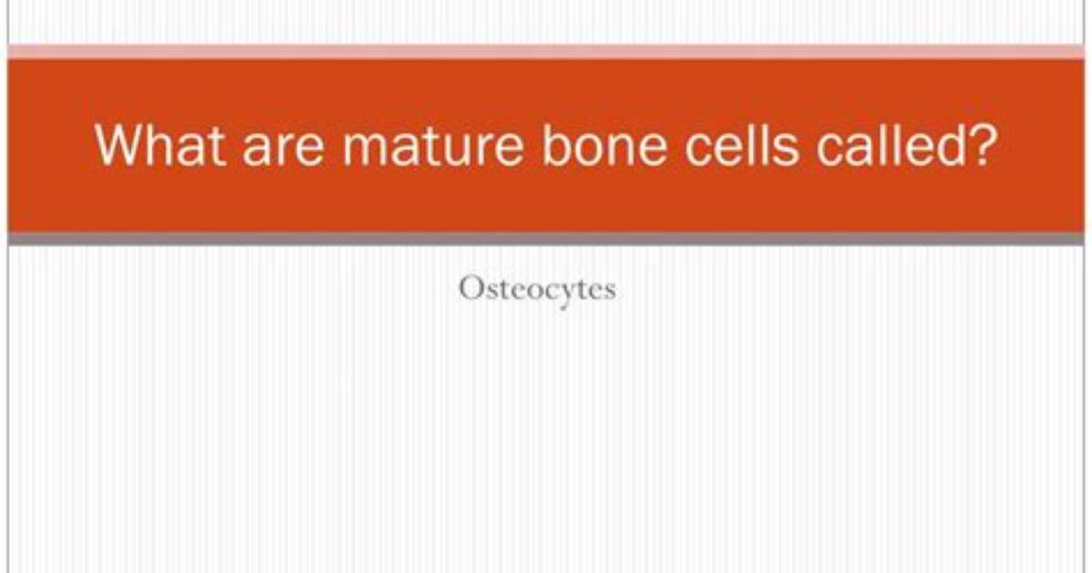 What Are Mature Bone Cells Called