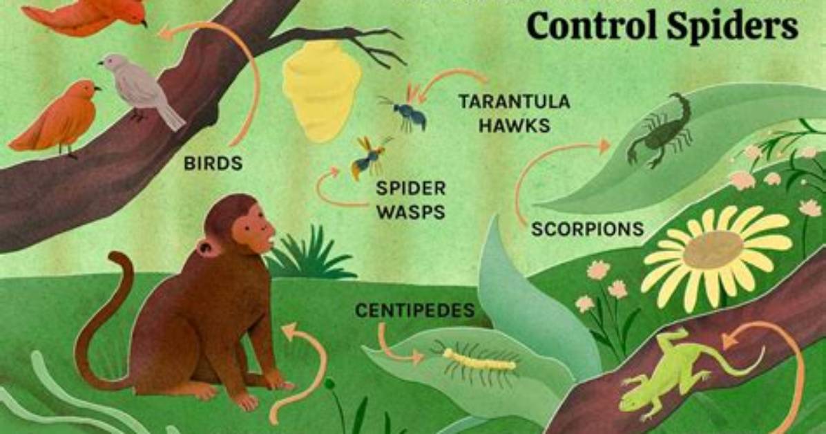 What Are Monkeys Predators - Lisbd-Net. Com
